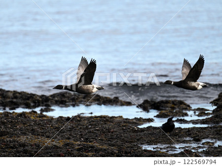 コクガン 122569794