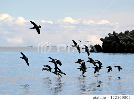 コクガン 122569803