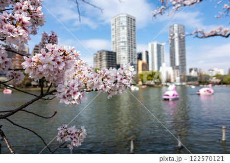 A lake with boats and cherry blossom trees in the foreground A lake with boats and cherry blossom trees in the foreground 122570121