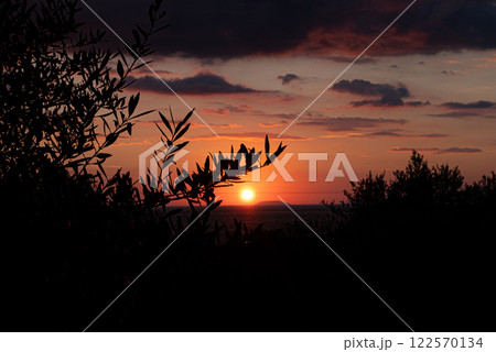 Breathtaking sunset among olive trees in the Peloponnese Peninsula. Greece. Breathtaking sunset among olive trees in the Peloponnese Peninsula. Greece. 122570134