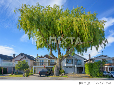 Row of residential houses under giant willow tree 122570798