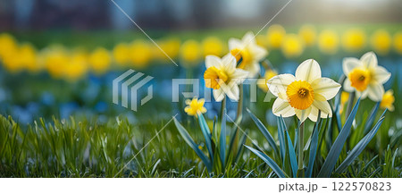 Yellow daffodils in green grass against a light blue background. Realistic photography. Yellow daffodils in green grass against a light blue background. Realistic photography. 122570823
