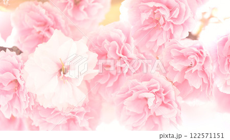 花の背景素材 八重咲の桜  花の背景素材 八重咲の桜  122571151