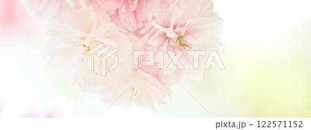 花の背景素材 八重咲の桜  花の背景素材 八重咲の桜  122571152