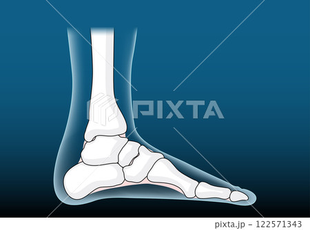 Anatomy of foot joints. Foot bone Anatomy of foot joints. Foot bone 122571343