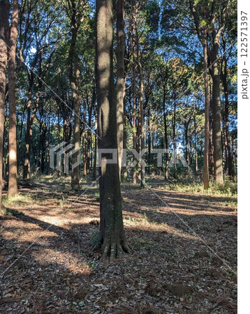 森に射し込む光 122571397