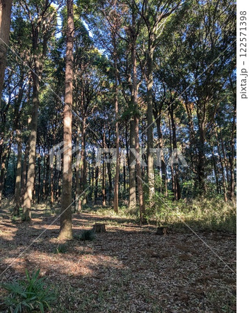 森に射し込む光 122571398