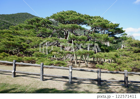 沖縄県 伊平屋島の念頭平松 沖縄県 伊平屋島の念頭平松 122571411