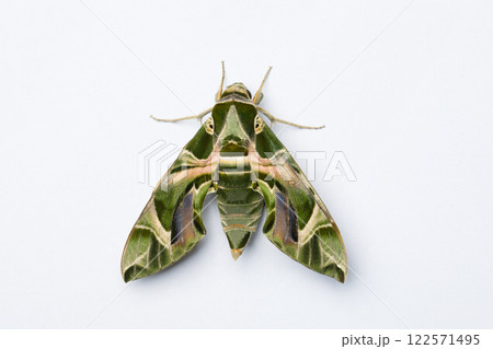 Oleander Hawk-moth butterfly on white background, macro 122571495
