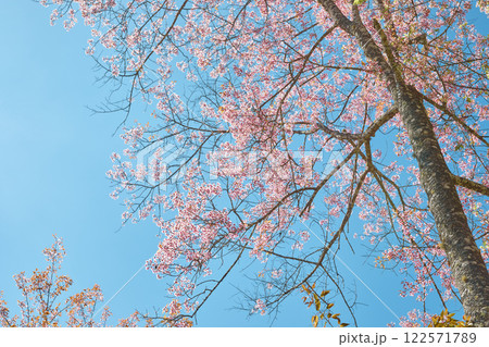 Wild Himalayan Cherry in Thailand Wild Himalayan Cherry in Thailand 122571789