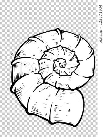 sea vector sketch shell 122571934