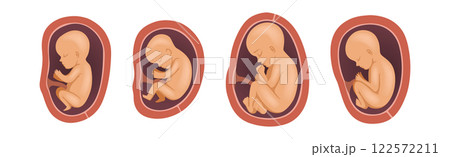 Human Embryo Development Stages Medical Infographic Element Vector Set 122572211