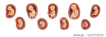 Human Embryo Development Stages Medical Infographic Element Vector Set Human Embryo Development Stages Medical Infographic Element Vector Set 122572214