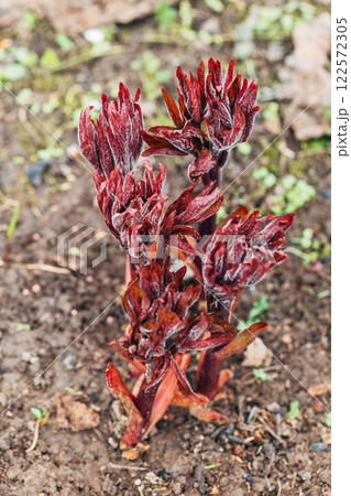 Young peony leaves sprouts break through soil ground in early spring. Young peony sprouts in spring. Young peony leaves sprouts break through soil ground in early spring. Young peony sprouts in spring. 122572305