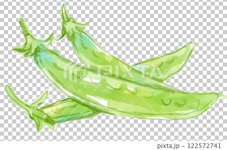 美味しそうなサヤエンドウのリアルな水彩イラスト 122572741