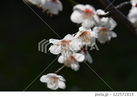 うつむきな白い梅の花 うつむきな白い梅の花 122572813