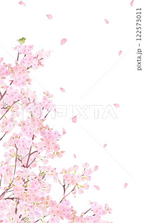 ウグイスのいる桜の木ー美しい薄いピンク色の桜の花と花びら春の白バック縦長画面サイズの背景素材イラスト 122573011
