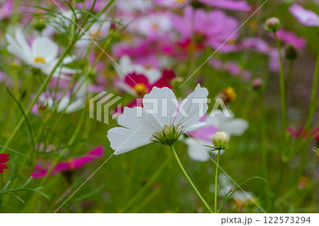 やさしく揺れる白いコスモス 122573294