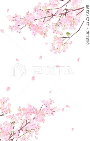 美しい薄いピンク色の桜の花と花びら春の白バックiPhoneなど縦長画面サイズの背景素材イラスト 122573299