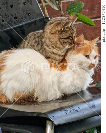 Two cats comfortably resting, one comfortably perched on top of the other, on a stacked plastic black chair 122573410
