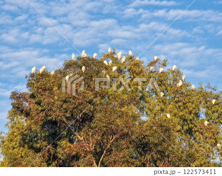 Migratory birds absorbing the sunshine seated on the top branches of a eucalyptus tree on a sunny winter morning in Athalassa Park, Cyprus 122573411