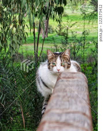 A beautiful homeless cat sits on a wooden bridge  in nature, in a park. 122573412
