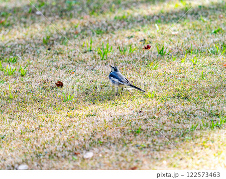 晩秋の芝生の上で餌を探すかわいいハクセキレイ 晩秋の芝生の上で餌を探すかわいいハクセキレイ 122573463