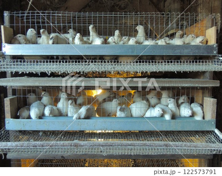 multi-level cage with white quails on a farm in a chicken coop, keeping domestic quails of the Texas breed in mesh cages with metal feeders, artificial lighting and a long lattice roll-out for eggs multi-level cage with white quails on a farm in a chicken coop, keeping domestic quails of the Texas breed in mesh cages with metal feeders, artificial lighting and a long lattice roll-out for eggs 122573791