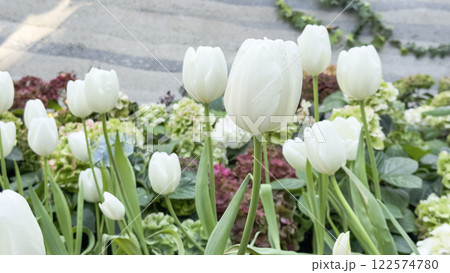 A serene view of white tulips flourishing in a controlled indoor planting environment, bathed in soft light. The perfect blend of natural beauty and modern horticulture. 122574780