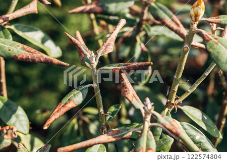 Rhododendron damaged by disease or burns in a spring garden 122574804