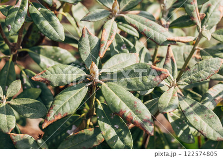 Rhododendron damaged by disease or burns in a spring garden Rhododendron damaged by disease or burns in a spring garden 122574805