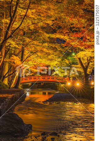 森町の遠江国一宮小國神社の紅葉のライトアップに映える橋の風景(静岡県) 森町の遠江国一宮小國神社の紅葉のライトアップに映える橋の風景(静岡県) 122575037