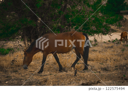 Horse in the pasture. Panorama with horse eating grass free in the mountains. View of the peaks, green meadows and mountains with mist in autumn. Val Grande National Park. Piedmont. Italy Horse in the pasture. Panorama with horse eating grass free in the mountains. View of the peaks, green meadows and mountains with mist in autumn. Val Grande National Park. Piedmont. Italy 122575494
