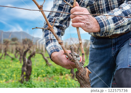 Farmer pruning the vine in winter. Agriculture. 122575736