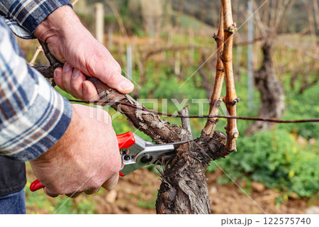 Farmer pruning the vine in winter. Agriculture. Farmer pruning the vine in winter. Agriculture. 122575740