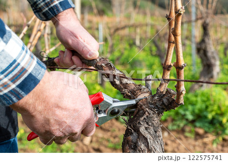 Farmer pruning the vine in winter. Agriculture. Farmer pruning the vine in winter. Agriculture. 122575741