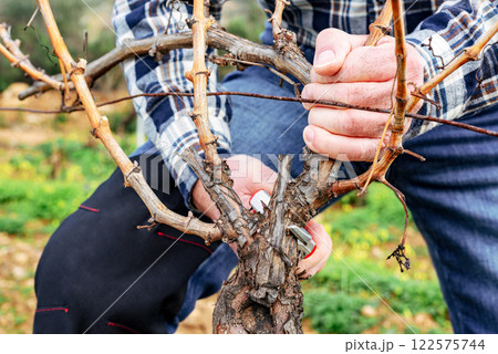 Farmer pruning the vine in winter. Agriculture. 122575744