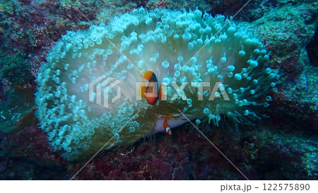 沖縄ハマクマノミ 122575890