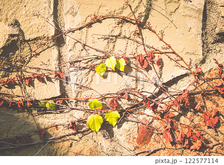 ivy on a textured wall in autumn, sunlight, wallpaper, mobile photo, ivy on a textured wall in autumn, sunlight, wallpaper, mobile photo, 122577114