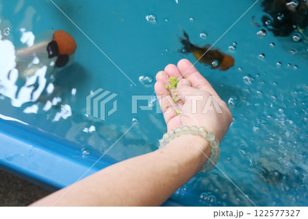 Group of Goldfish Group of Goldfish 122577327