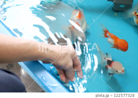 Group of Goldfish 122577328