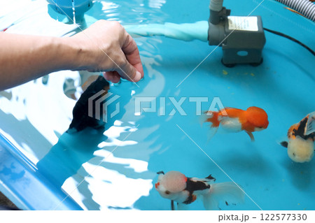 Group of Goldfish 122577330