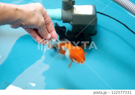 Group of Goldfish Group of Goldfish 122577331