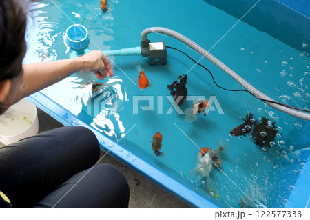 Group of Goldfish 122577333