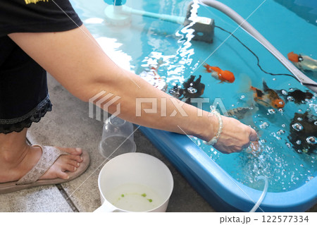 Group of Goldfish Group of Goldfish 122577334