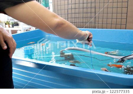 Group of Goldfish 122577335