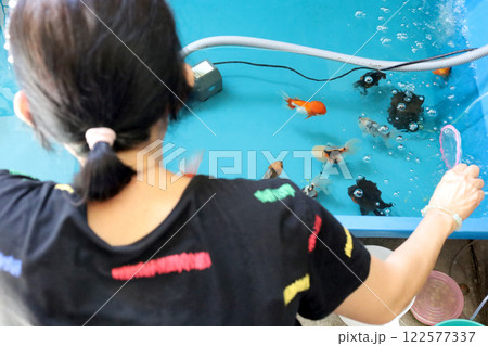 Group of Goldfish 122577337