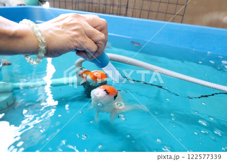 Group of Goldfish 122577339