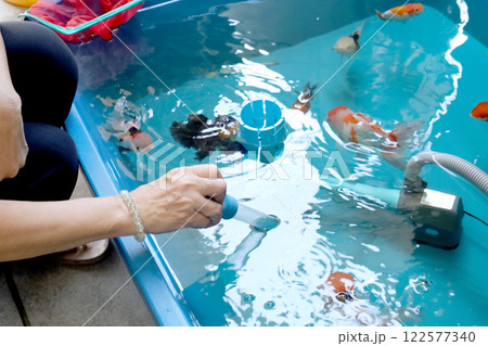 Group of Goldfish 122577340