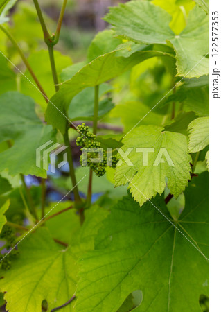Little winegrapes on a bush, Madeira, Portugal 122577353